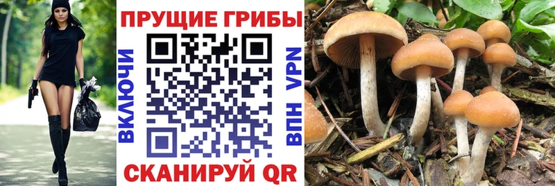 Галлюциногенные грибы мицелий  Купить  Дальнереченск 